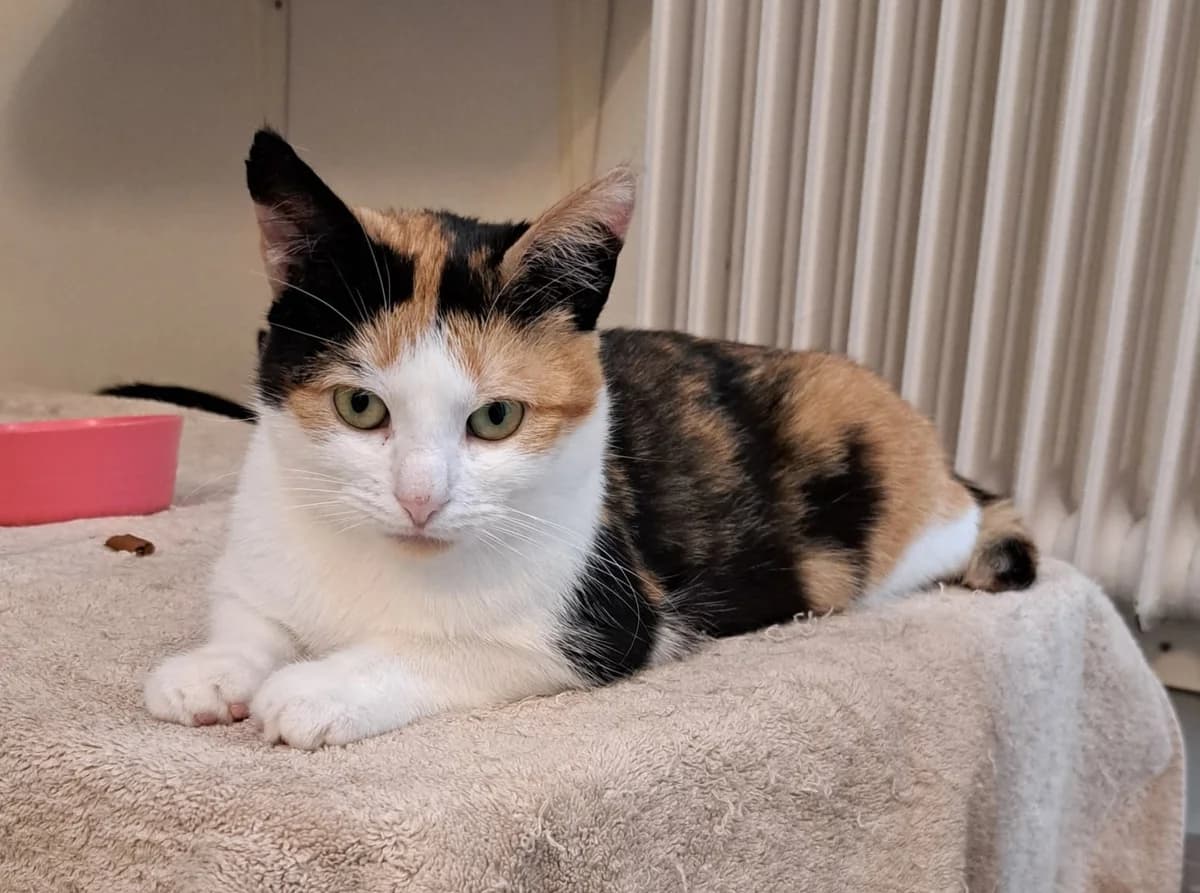 Sterre, 7yo mixed breed for adoption at Hokazo, Uden
