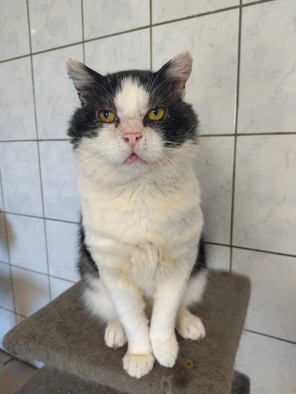 Stijn, 4yo mixed breed for adoption at Hokazo, Uden