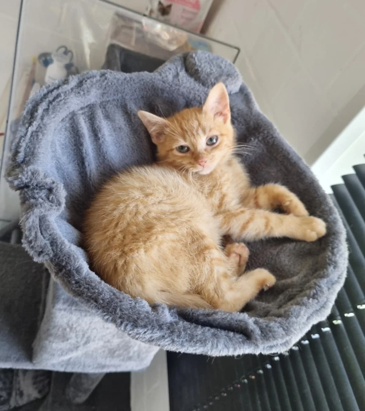 Stitch, mixed breed for adoption at Hokazo, Uden