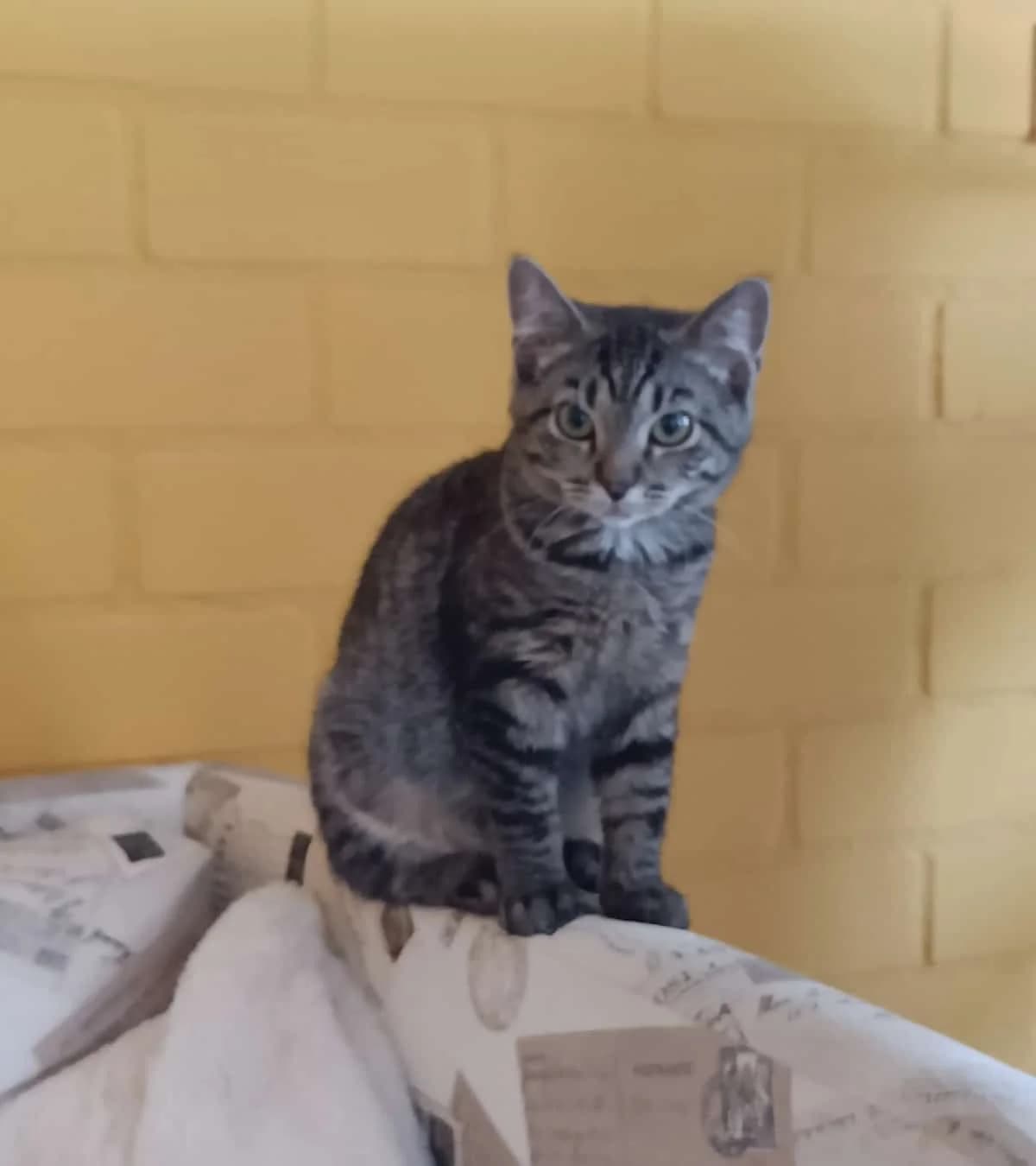 Tuc, mixed breed for adoption at Hokazo, Uden