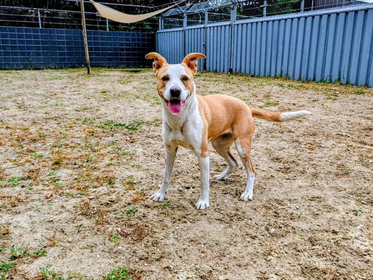 Vaska, bruin female 5yo mixed breed for adoption at Hokazo, Uden