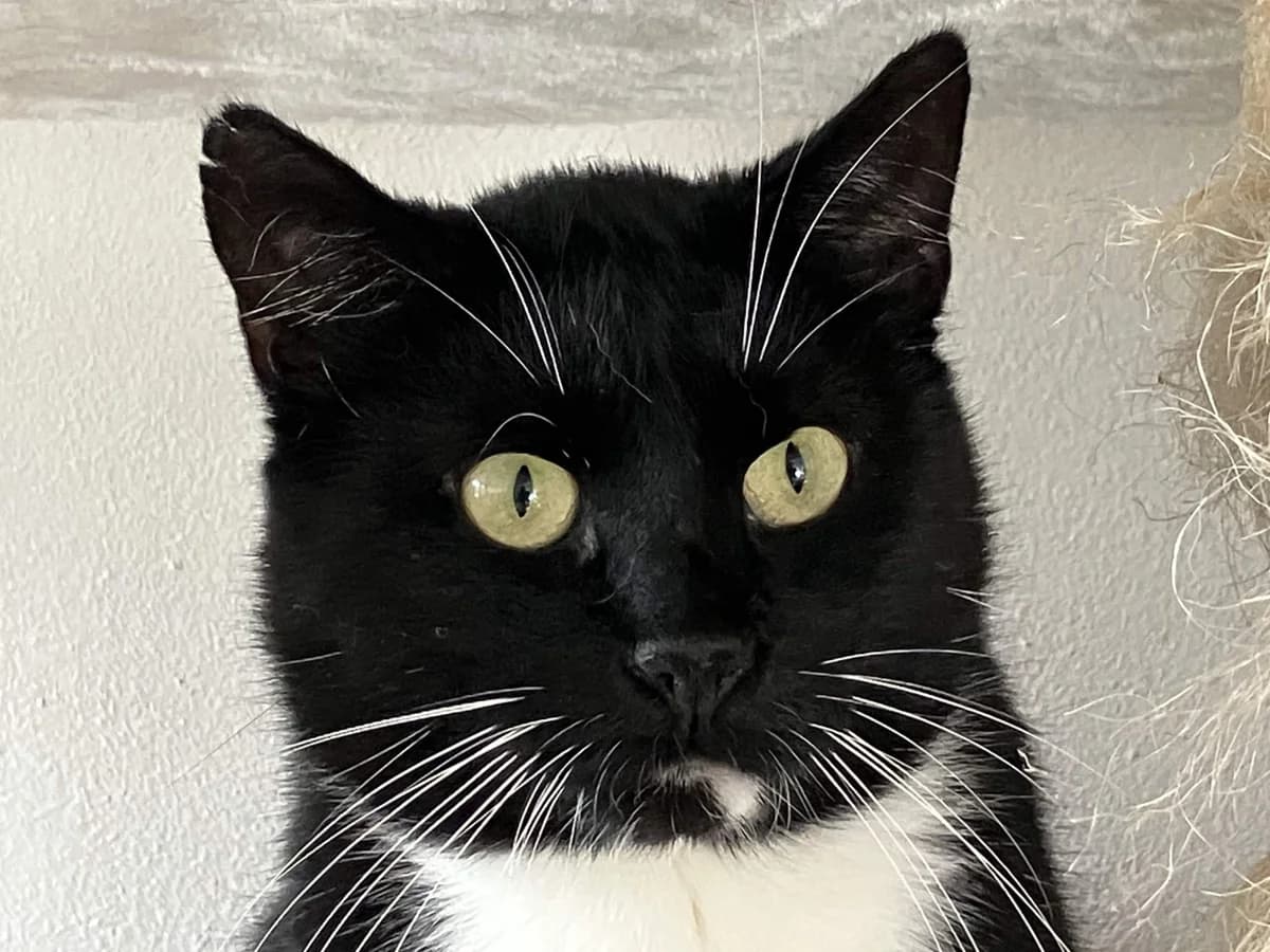 Yannick, zwart 6yo mixed breed for adoption at Hokazo, Uden