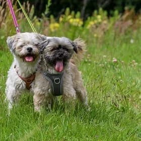 Seniorhonden ter adoptie, female mixed breed for adoption at Koninklijke Hondenbescherming, Den Haag