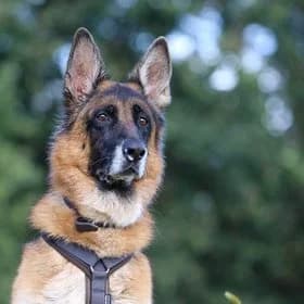 Diva, male senior mixed breed for adoption at Koninklijke Hondenbescherming, Den Haag