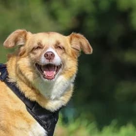 Lynette, female mixed breed for adoption at Koninklijke Hondenbescherming, Den Haag