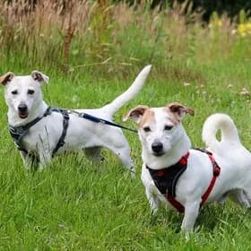 Seniorhonden ter adoptie, male Jack Russell Terrier for adoption at Koninklijke Hondenbescherming, Den Haag