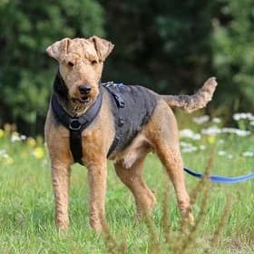 Teun, male Airedale Terrier for adoption at Koninklijke Hondenbescherming, Den Haag