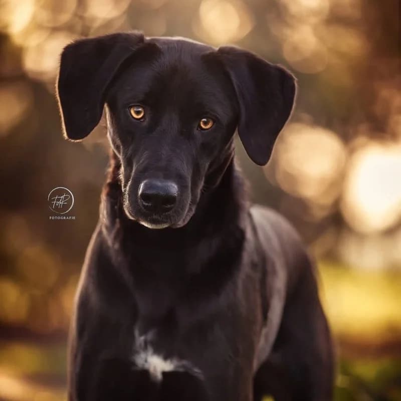 PERRY, male 4yo Mixed Breed for adoption at Hondenzorg en Welzijn Europa, —