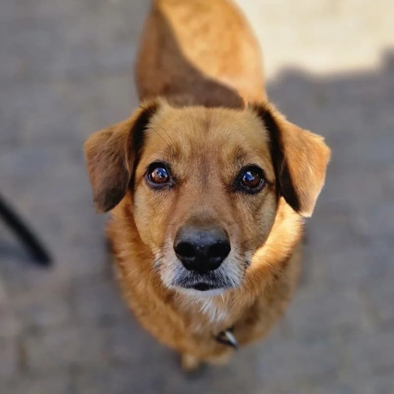 TOMMY, male senior Mixed Breed for adoption at Hondenzorg en Welzijn Europa, —