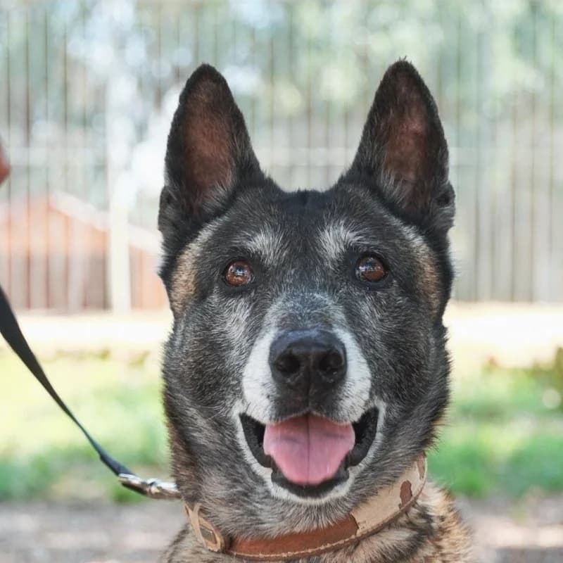 ANNE, female senior Mixed Breed for adoption at Hondenzorg en Welzijn Europa, —