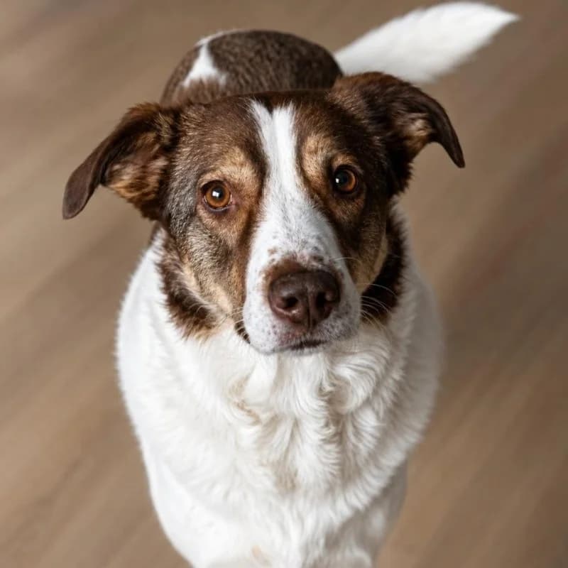 ROMY, female 5yo Mixed Breed for adoption at Hondenzorg en Welzijn Europa, —