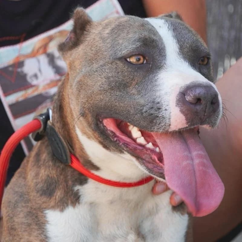 JOSIE, female young Mixed Breed for adoption at Hondenzorg en Welzijn Europa, —