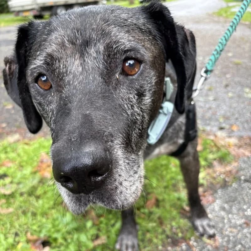RAYDER, male senior Mixed Breed for adoption at Hondenzorg en Welzijn Europa, —