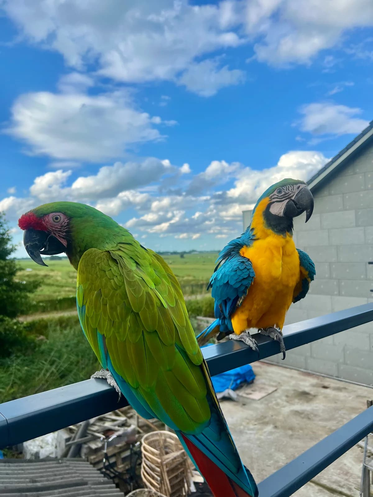 Bobbie & Cloรซ, 3yo mixed breed for adoption at Stichting Hope for Wings