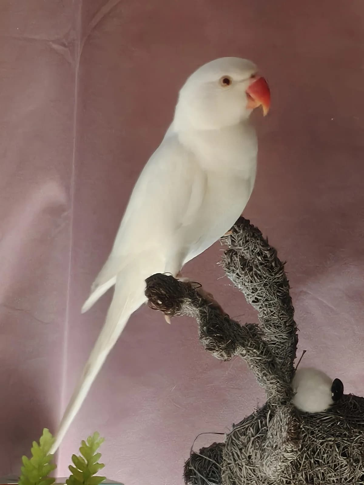 Kereltje, male young mixed breed for adoption at Stichting Hope for Wings