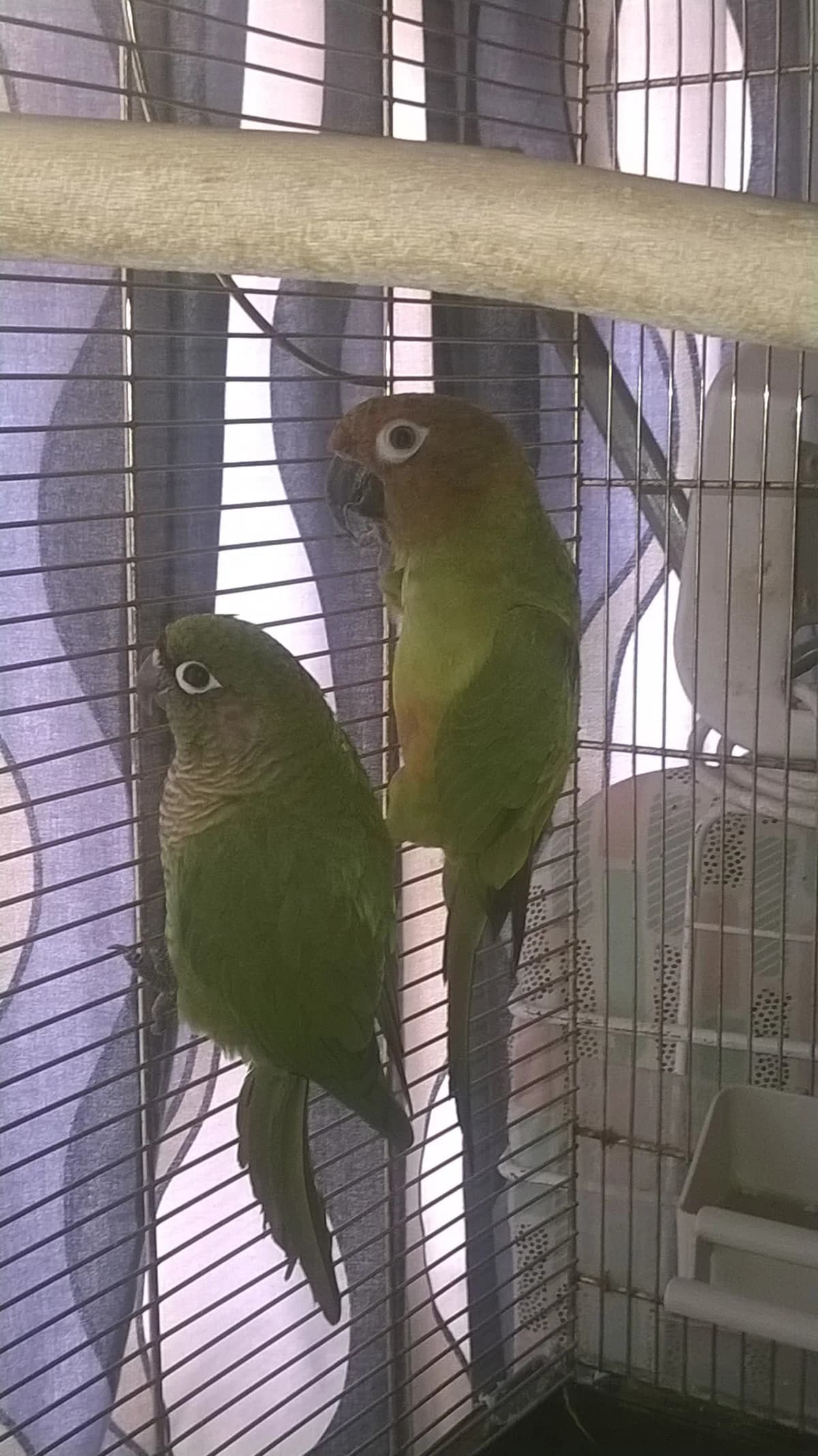 Polleke & Ollie (Herplaatst), mixed breed for adoption at Stichting Hope for Wings