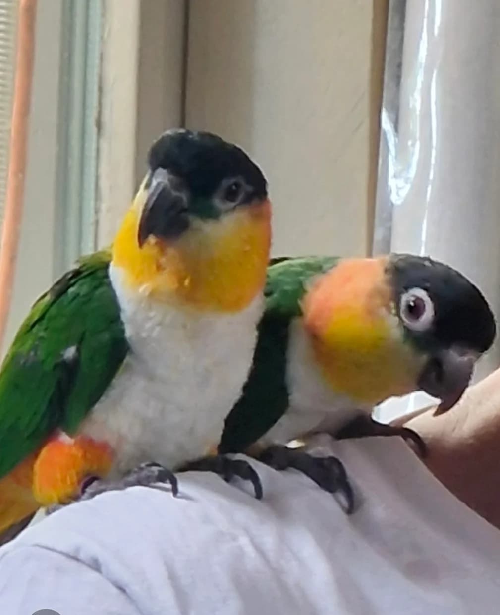Rex & Luna, male 6yo mixed breed for adoption at Stichting Hope for Wings