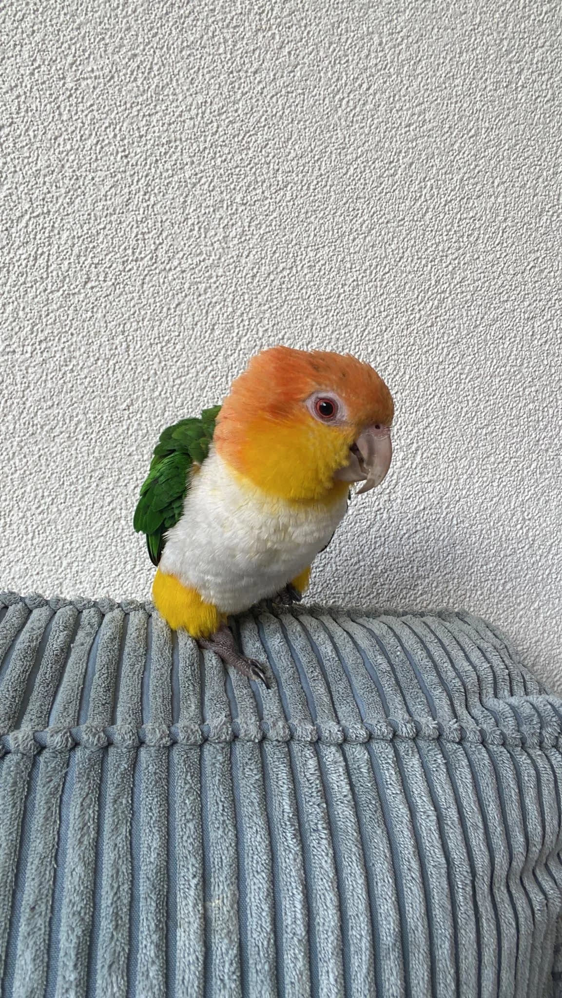 Robbie en Appa, 5yo mixed breed for adoption at Stichting Hope for Wings