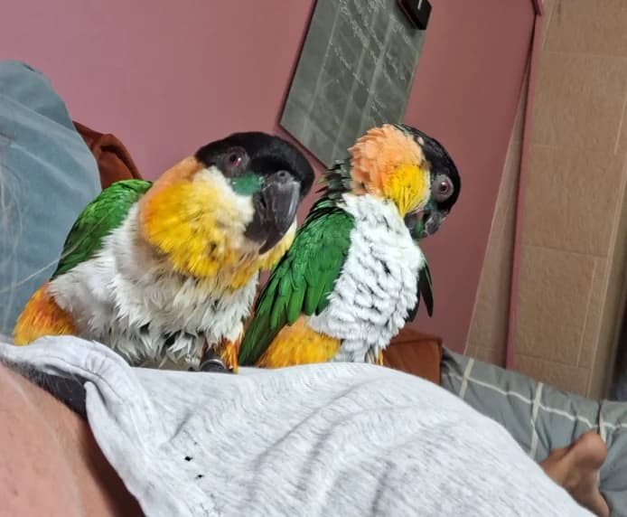 Sid & Sunny, male 4yo mixed breed for adoption at Stichting Hope for Wings
