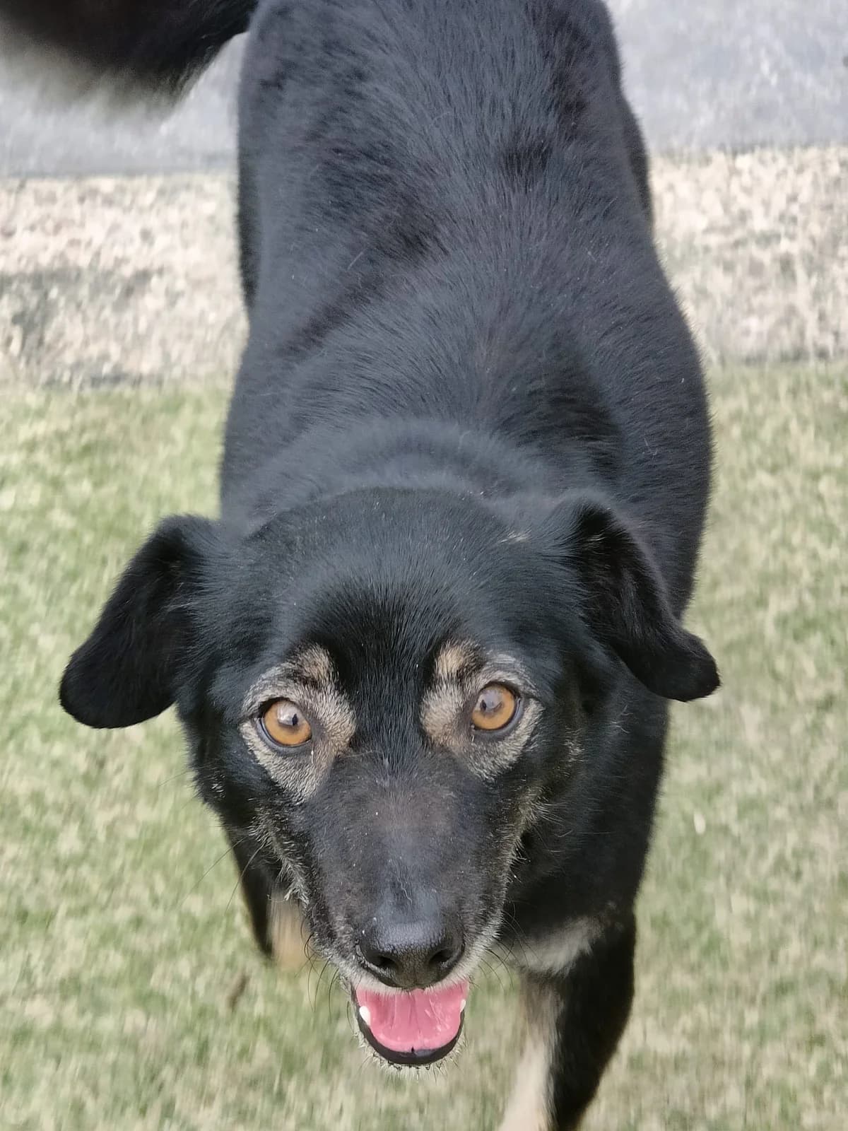 Pia, female Mixed Breed for adoption at Stichting Huis voor Dieren