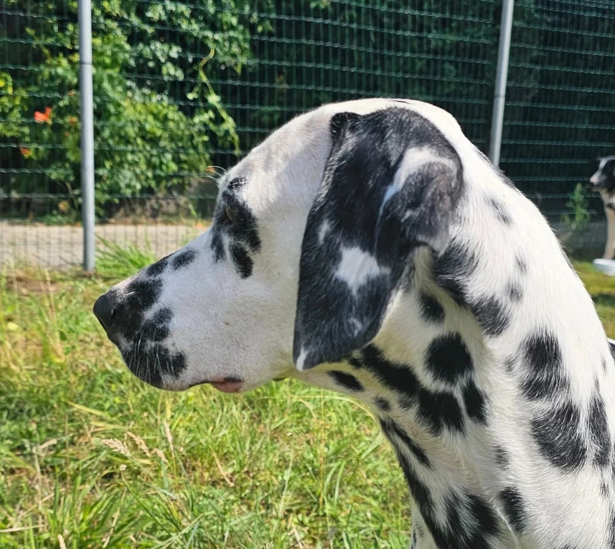 Chanel, female Mixed Breed for adoption at Stichting Huis voor Dieren