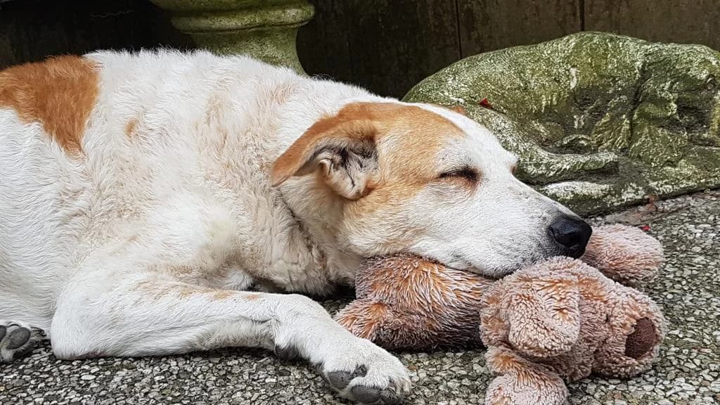Bracha, female senior Mixed Breed for adoption at Stichting Huis voor Dieren