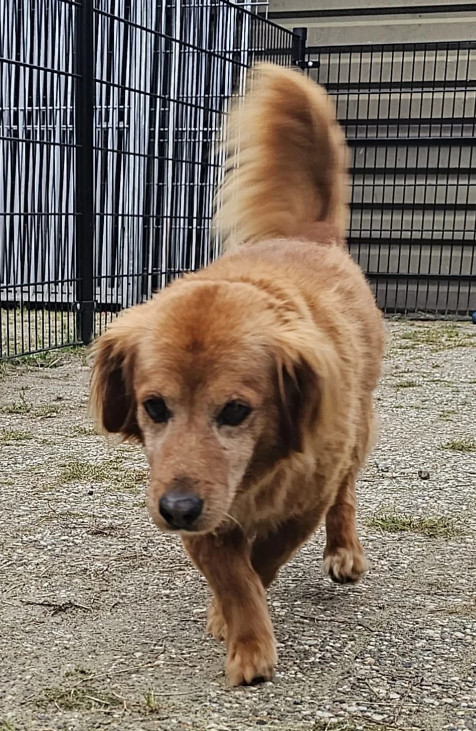 Dasti, senior Mixed Breed for adoption at Stichting Huis voor Dieren