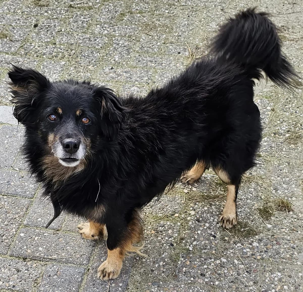 Tarek, senior Mixed Breed for adoption at Stichting Huis voor Dieren