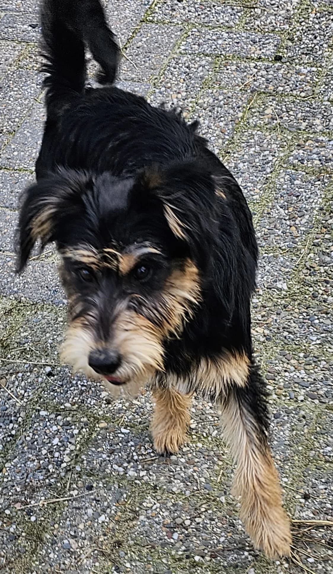Nina, female puppy Mixed Breed for adoption at Stichting Huis voor Dieren