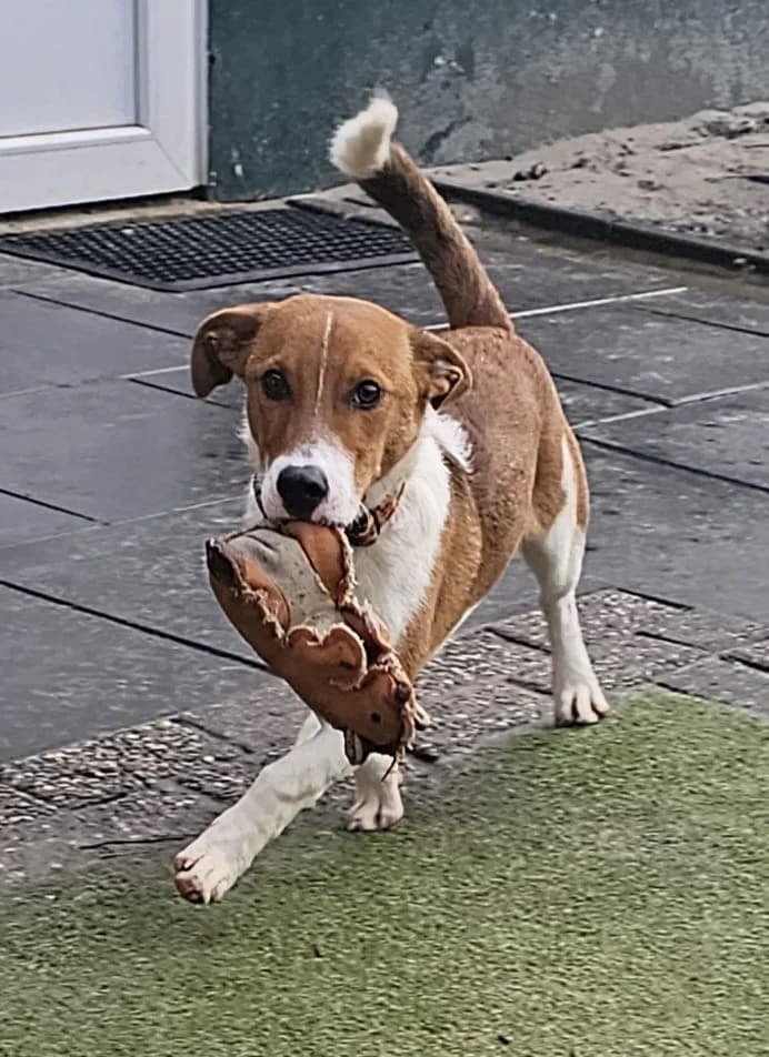 Twix, male Mixed Breed for adoption at Stichting Huis voor Dieren