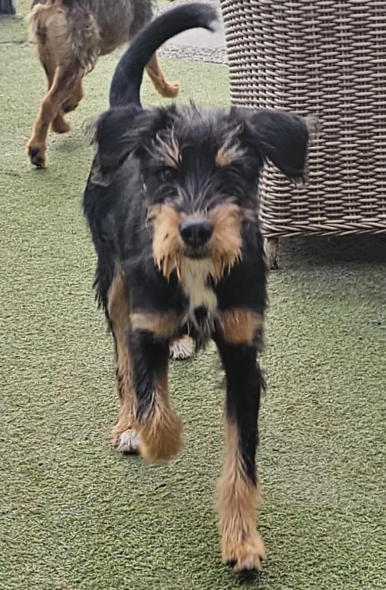 Pola, female puppy Mixed Breed for adoption at Stichting Huis voor Dieren