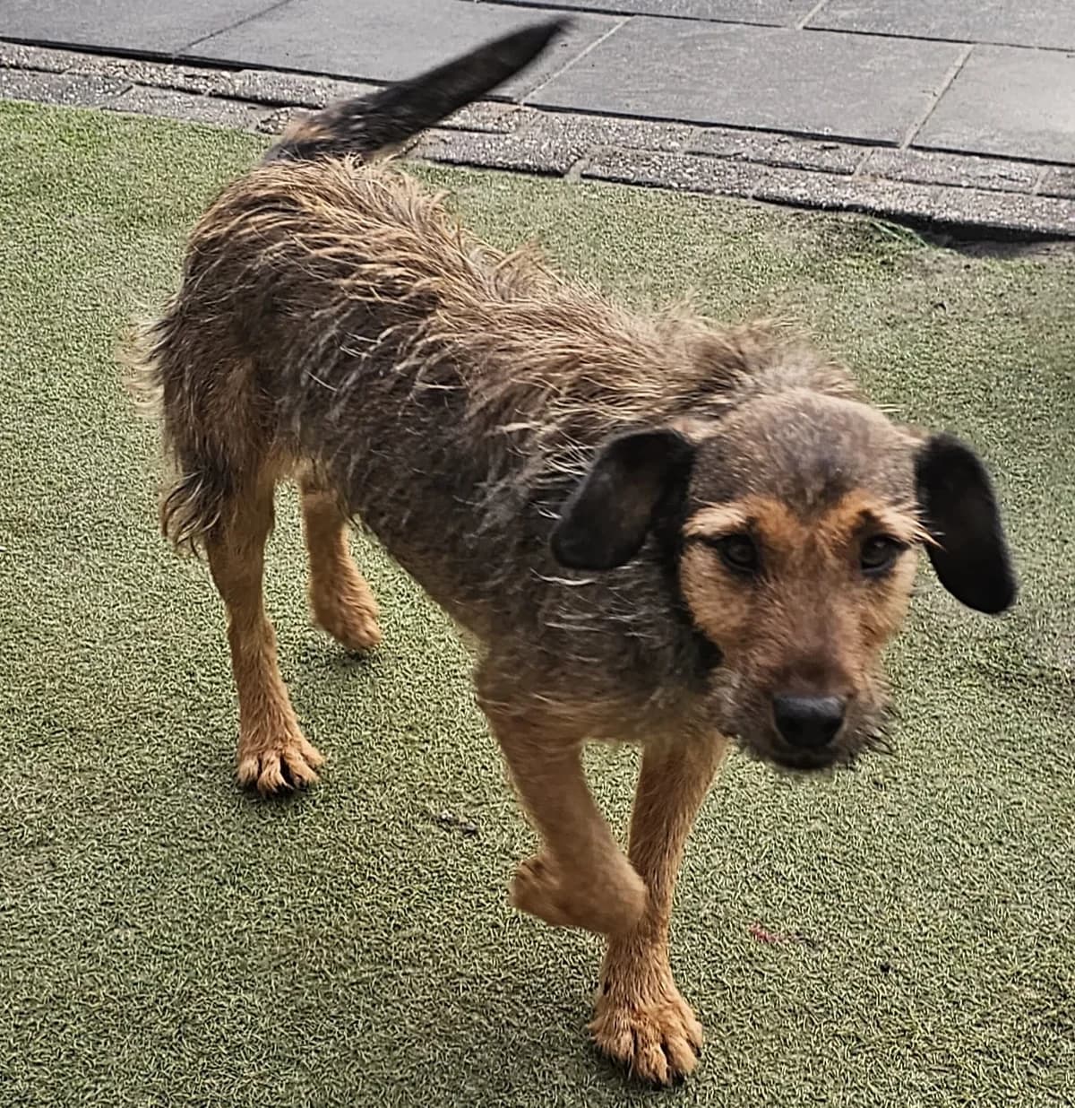 Hanna, female Mixed Breed for adoption at Stichting Huis voor Dieren