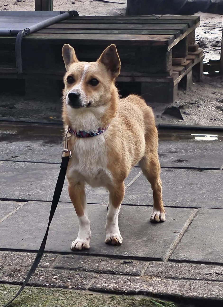 Amy, female young Mixed Breed for adoption at Stichting Huis voor Dieren