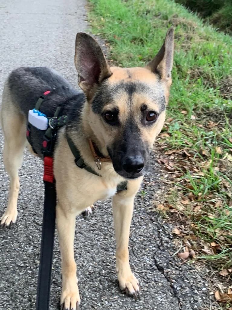 Kiro, male Mixed Breed for adoption at Stichting Huis voor Dieren