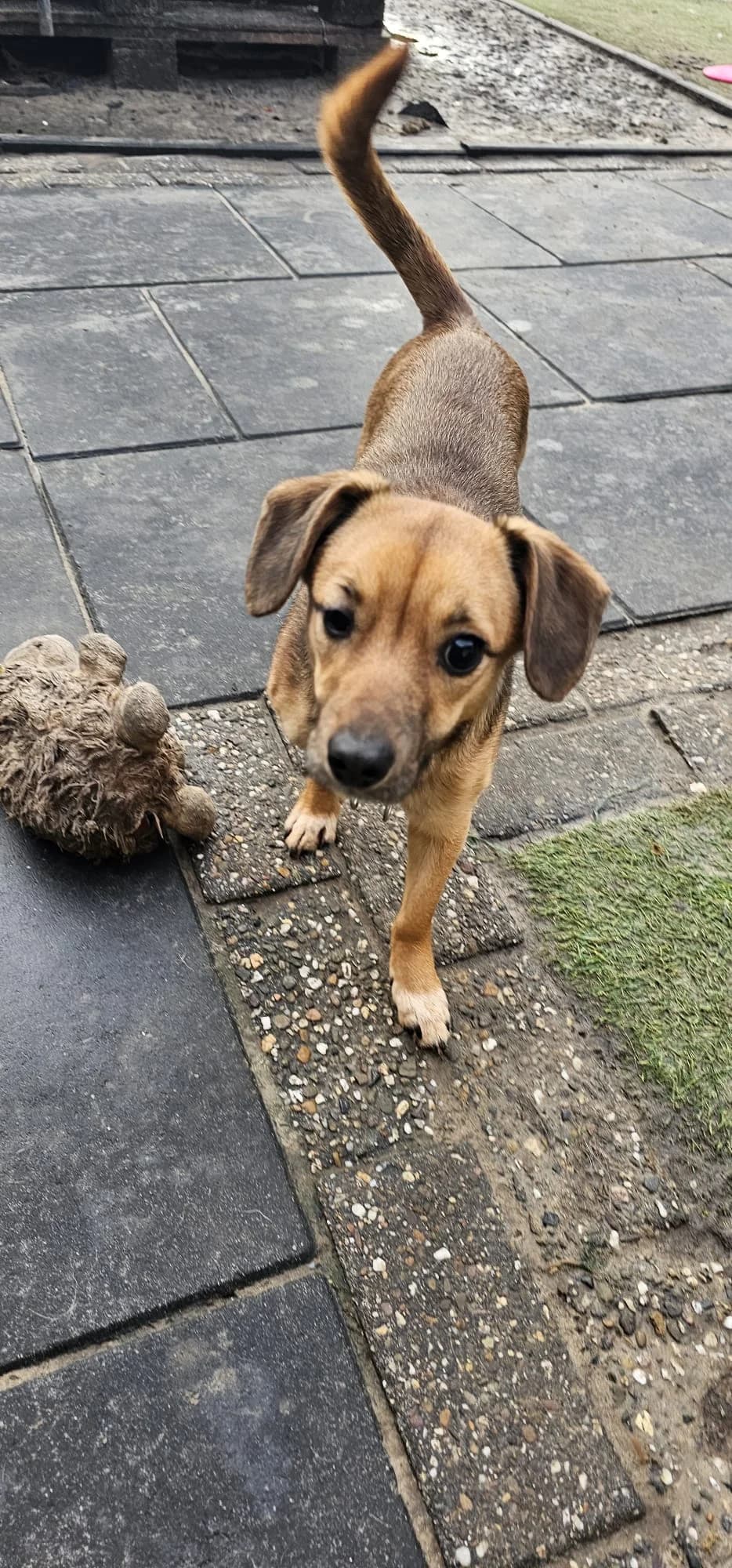 Pluk, female young Mixed Breed for adoption at Stichting Huis voor Dieren