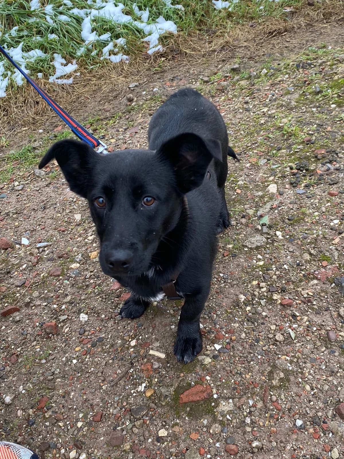 Java, female puppy Mixed Breed for adoption at Stichting Huis voor Dieren