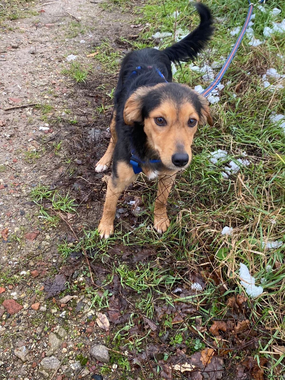 Suko, male puppy Mixed Breed for adoption at Stichting Huis voor Dieren