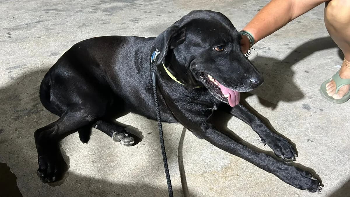 Joe Black, male Mixed Breed for adoption at Stichting Huis voor Dieren