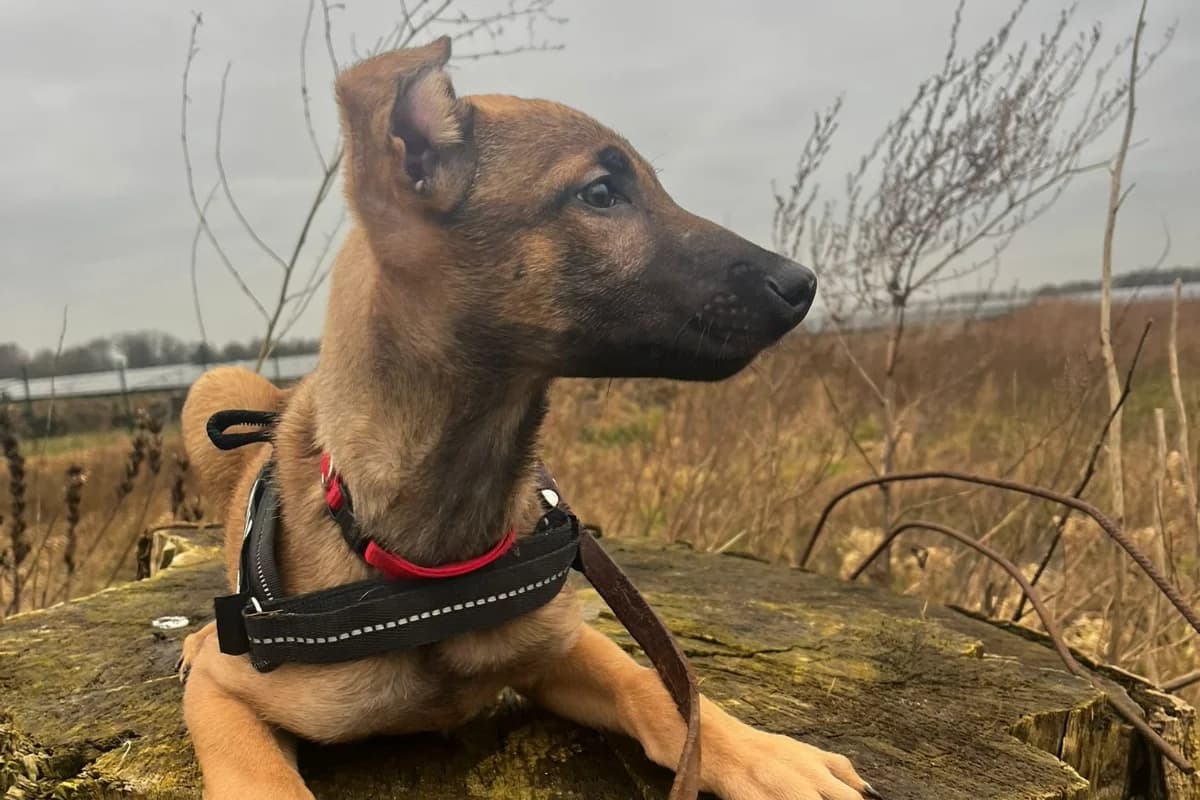Levi, puppy Mixed Breed for adoption at Stichting Huis voor Dieren