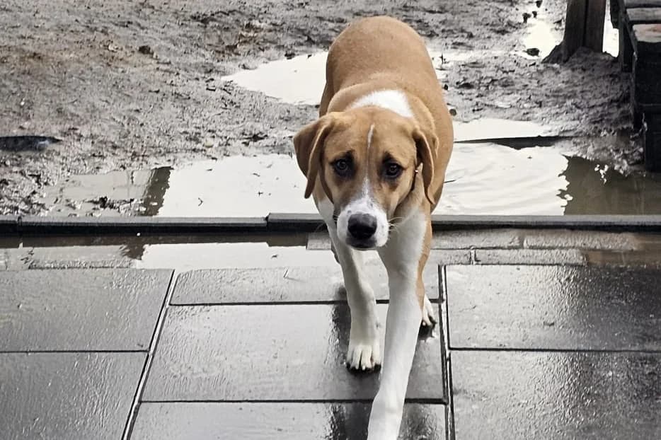 Sem, male Mixed Breed for adoption at Stichting Huis voor Dieren