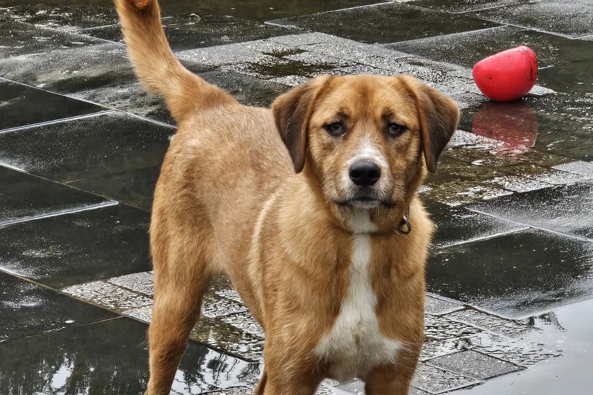 Aïscha, female Mixed Breed for adoption at Stichting Huis voor Dieren