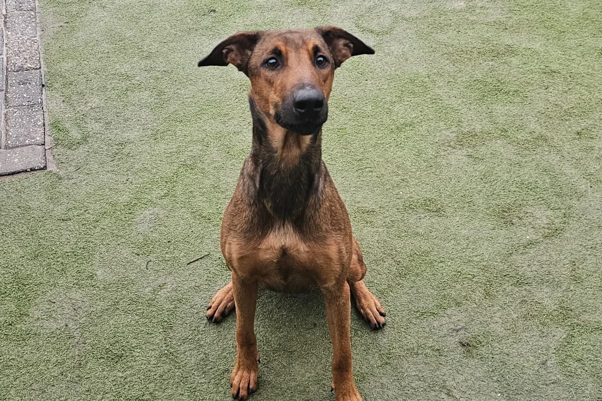 Saar, female Mixed Breed for adoption at Stichting Huis voor Dieren