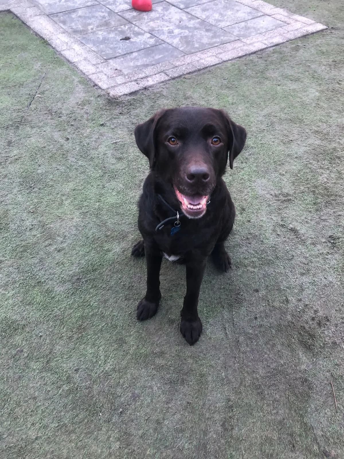 Norah, female Mixed Breed for adoption at Stichting Huis voor Dieren