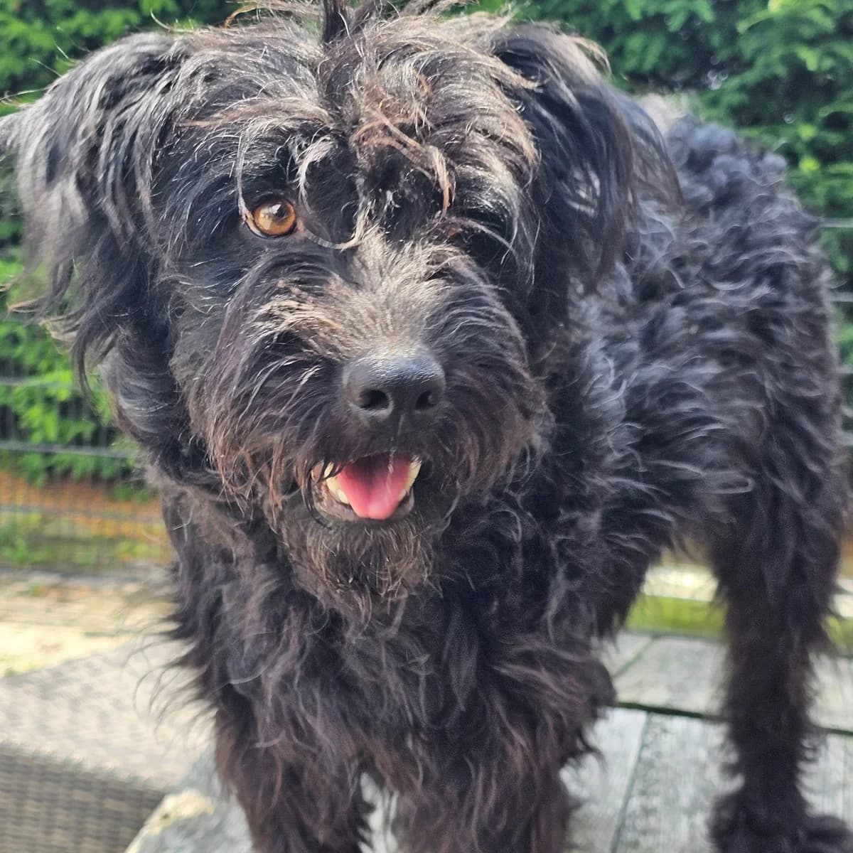 Kalina, female Mixed Breed for adoption at Stichting Huis voor Dieren