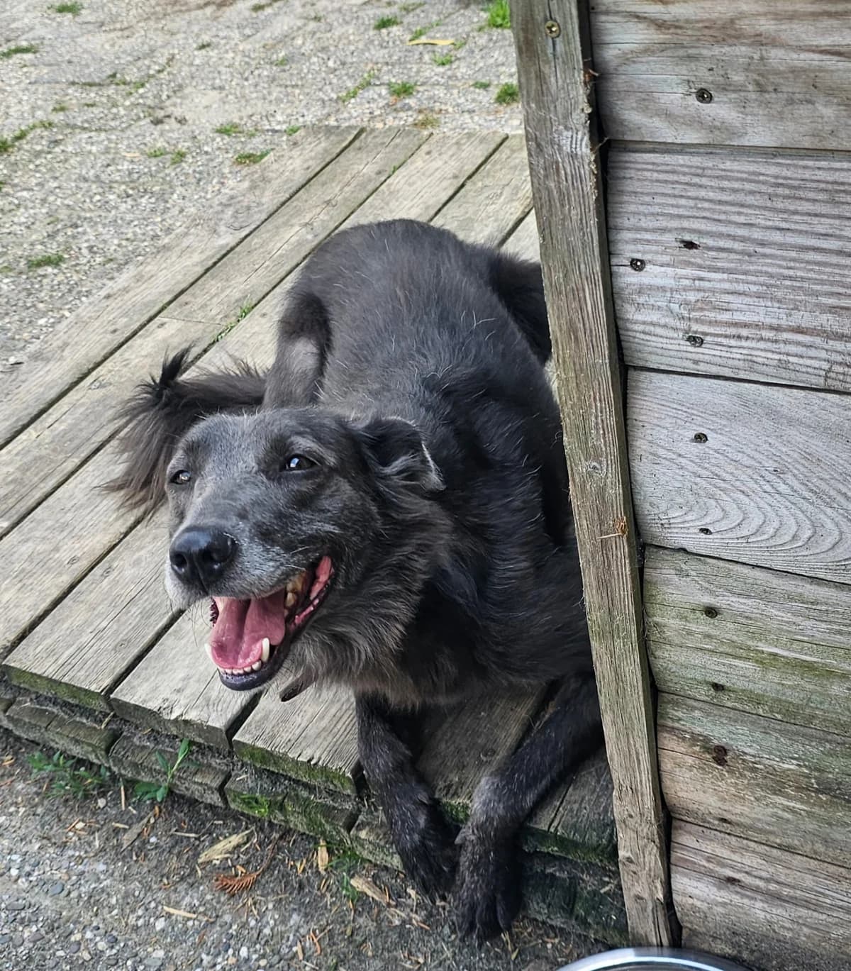 Mila, grijs female Mixed Breed for adoption at Stichting Huis voor Dieren