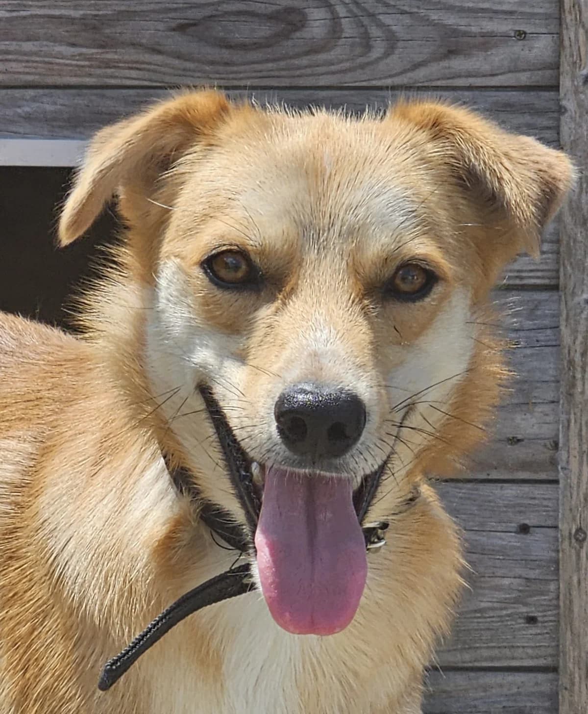 Jagger, male Mixed Breed for adoption at Stichting Huis voor Dieren