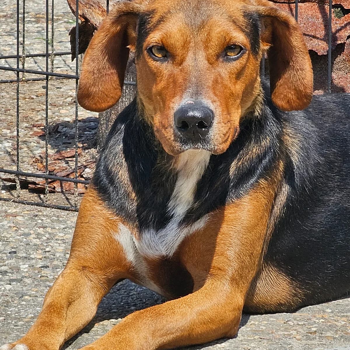 Boya, female Mixed Breed for adoption at Stichting Huis voor Dieren