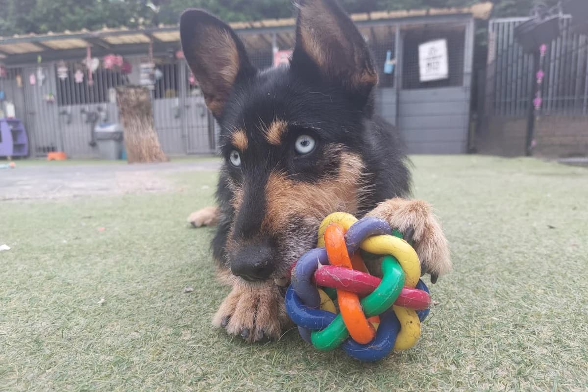 Bonita, female Mixed Breed for adoption at Stichting Huis voor Dieren