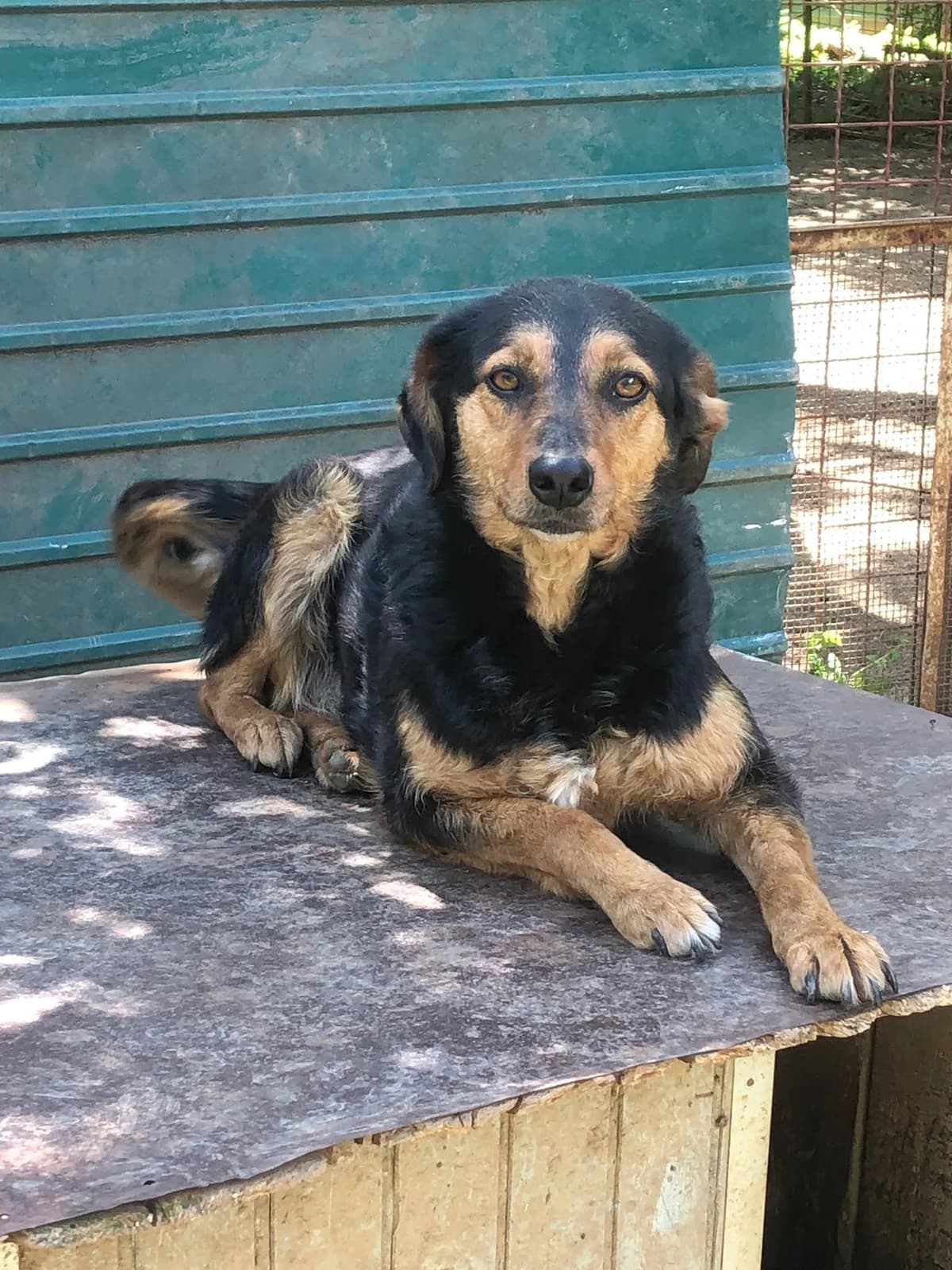 Lucy, female Mixed Breed for adoption at Stichting Huis voor Dieren