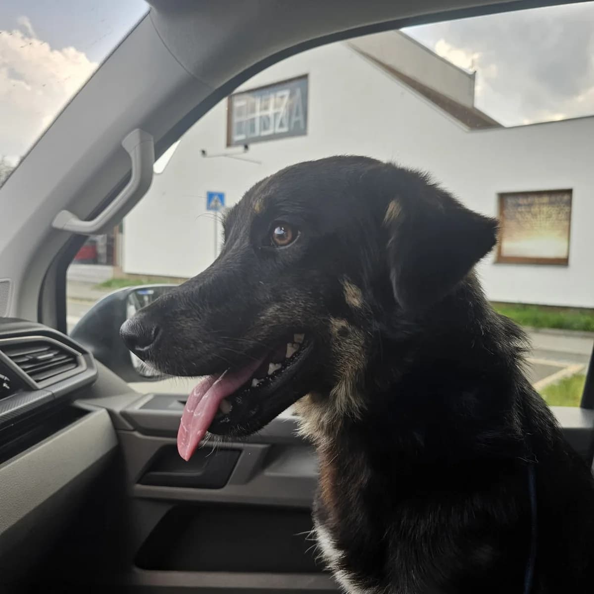 Donald, male Mixed Breed for adoption at Stichting Huis voor Dieren